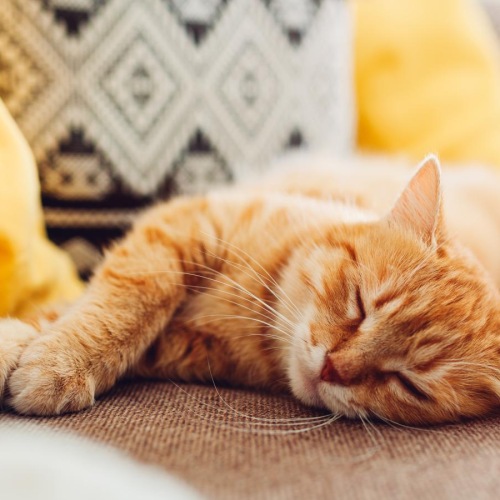 a cat sleeping on a couch
