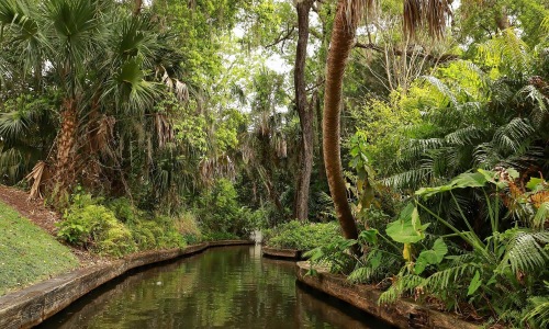 a river with trees and plants around it