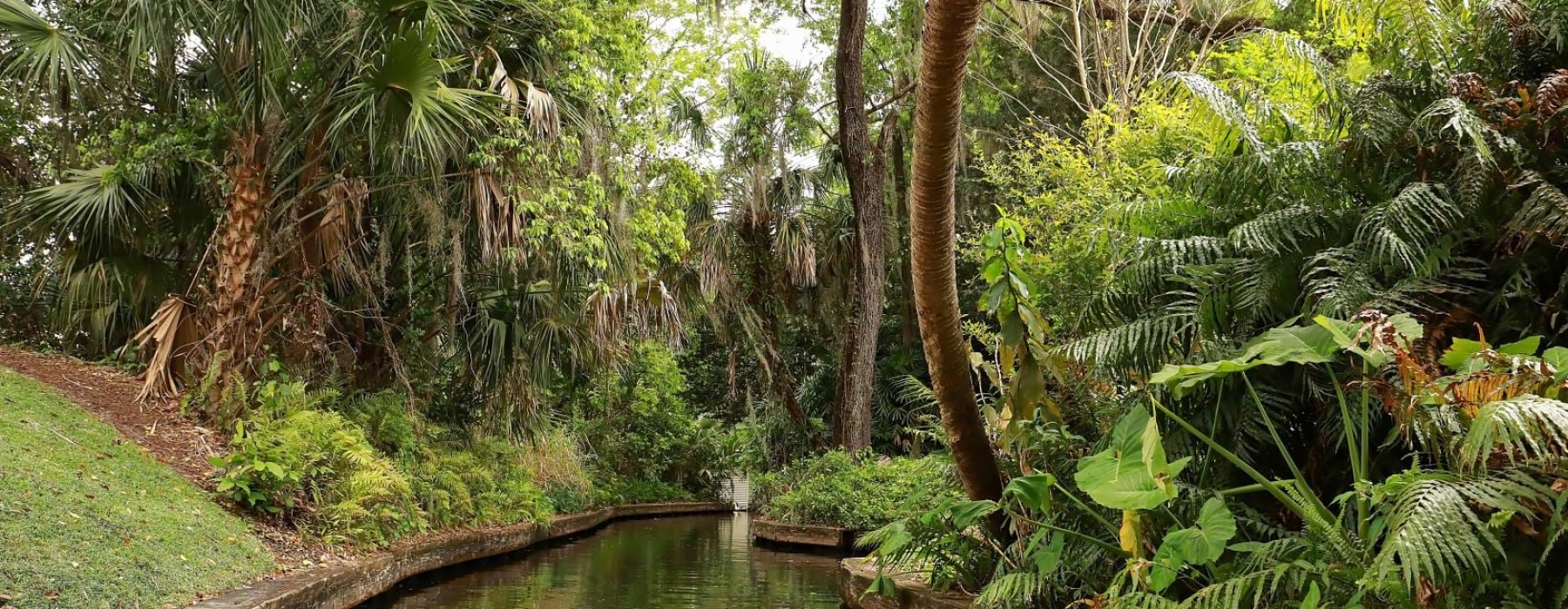 a river with trees and plants around it